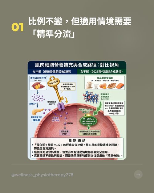 肌肉細胞營養補充與合成路徑
